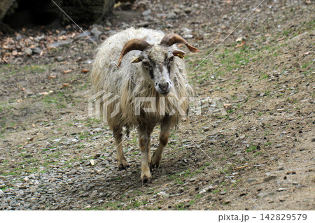 small sheep walking small sheep walking 142829579