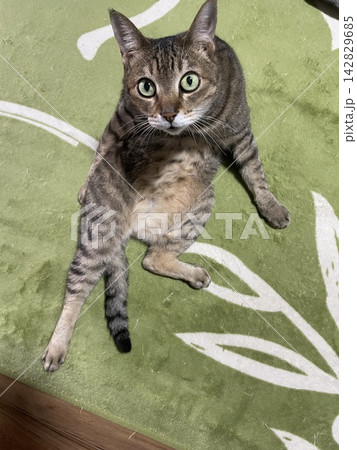 見つめる猫 見つめる猫 142829685