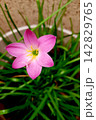 Lone, Pink Cuban Zephyrlily Flower 142829765