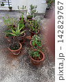 Home Garden Plants in Pots 142829767