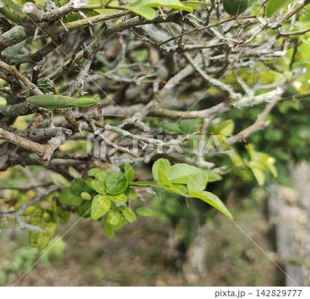 Green praying mantis camouflaged on a thorny branch of a garden shrub Green praying mantis camouflaged on a thorny branch of a garden shrub 142829777