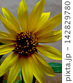 Delicate Petals of Sunflower 142829780