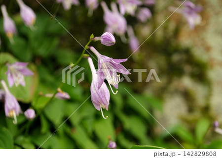 オトメギボウシの花 142829808