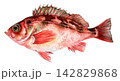 ウスメバル手描き水彩画 142829868
