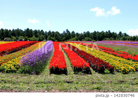 青空バックにカラフルな花々が咲く丘の情景 青空バックにカラフルな花々が咲く丘の情景 142830746