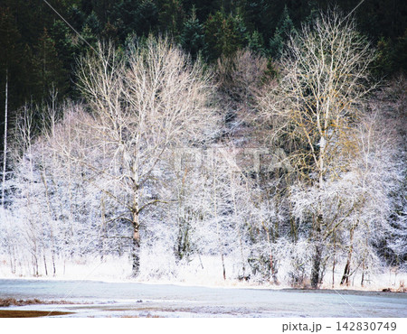 winter landscape with a river in the forest winter landscape with a river in the forest 142830749