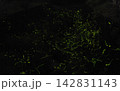 ホタルの光跡 142831143