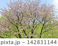 大山桜（オオヤマザクラ） 142831144
