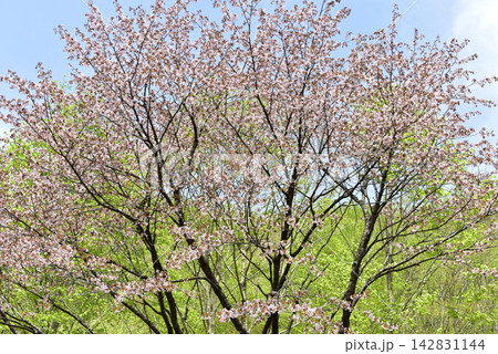 大山桜（オオヤマザクラ） 142831144