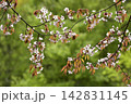 大山桜（オオヤマザクラ） 142831145