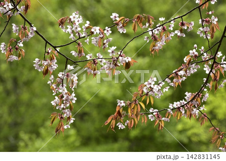 大山桜（オオヤマザクラ） 142831145