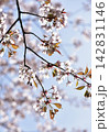 大山桜（オオヤマザクラ） 142831146