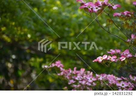 可愛いピンクの花 可愛いピンクの花 142831292
