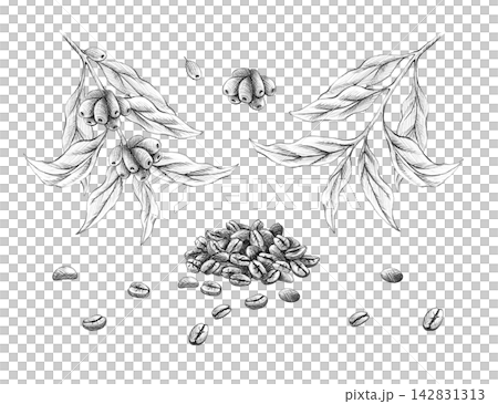Botanical coffee element set, hand drawn with graphite pencil. Graphic isolated sketch of branches, beans, leaves with seeds. Illustration for coffee shop menus, packaging, cafe branding design Botanical coffee element set, hand drawn with graphite pencil. Graphic isolated sketch of branches, beans, leaves with seeds. Illustration for coffee shop menus, packaging, cafe branding design 142831313