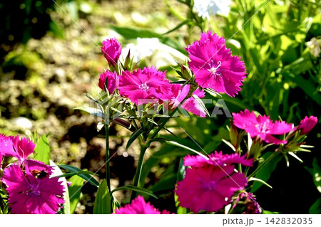 ピンク色のナデシコの花が花壇で咲いている風景 大阪府池田市 ピンク色のナデシコの花が花壇で咲いている風景 大阪府池田市 142832035