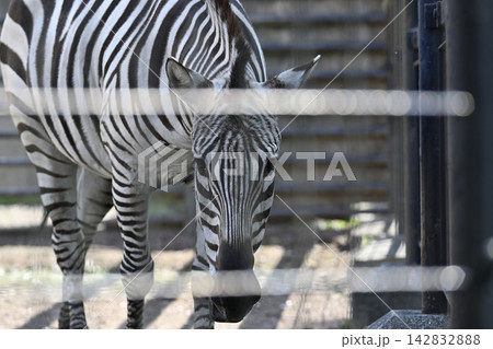 グランドシマウマ 羽村市動物公園 グランドシマウマ 羽村市動物公園 142832888