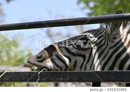 グランドシマウマ 羽村市動物公園 グランドシマウマ 羽村市動物公園 142832892