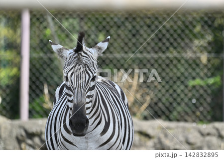 グランドシマウマ 羽村市動物公園 グランドシマウマ 羽村市動物公園 142832895