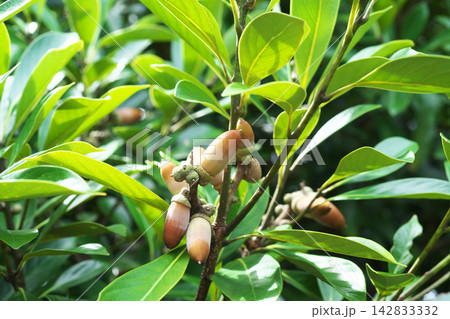 茶色のマテバシイの実(秋、九月) 茶色のマテバシイの実(秋、九月) 142833332