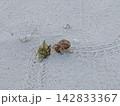 夏の海辺の白い砂浜の上を歩くヤドカリ 142833367