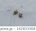 夏の海辺の白い砂浜の上を歩くヤドカリ 142833368