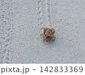 夏の海辺の白い砂浜の上を歩くヤドカリ 142833369