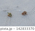 夏の海辺の白い砂浜の上を歩くヤドカリ 142833370