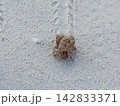 夏の海辺の白い砂浜の上を歩くヤドカリ 142833371