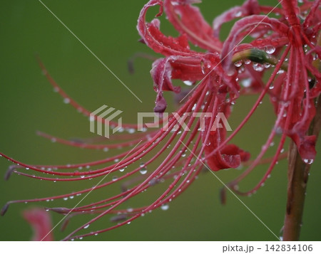 雨に濡れた彼岸花 雨に濡れた彼岸花 142834106