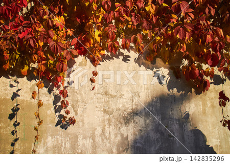 Red autumn leaves of decorative grapes on the wall 142835296
