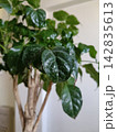 生命力のある植物 142835613