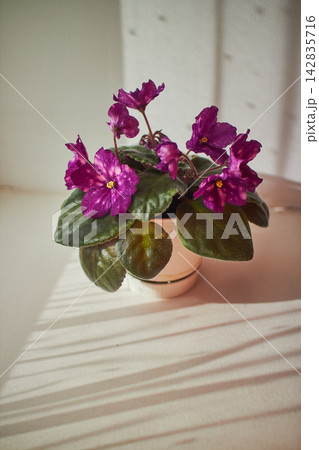 Purple African Violet Phobos Flowers Blooming in Pot 142835716