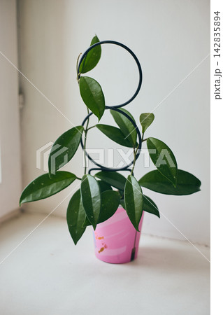 Hoya Carnosa Plant in Pink Pot with Circular Support 142835894