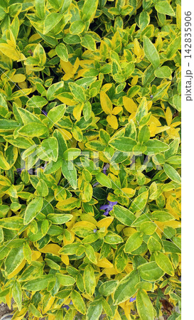 Variegated Periwinkle Vinca Ground Cover Plant 142835906