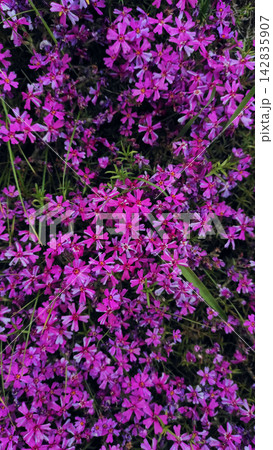 Blooming Phlox Subulata Ground Cover Flowers 142835907