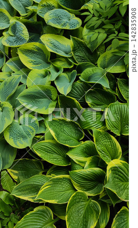 Variegated Hosta Leaves Garden Foliage Background 142835908