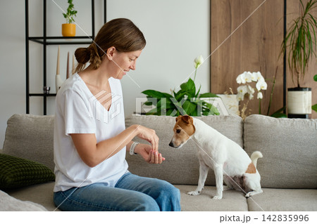 Woman giving a treat to a Jack Russell terrier dog sitting on the sofa at home Woman giving a treat to a Jack Russell terrier dog sitting on the sofa at home 142835996