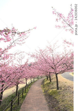 新潟県立植物園の河津桜(新潟県新潟市秋葉区新津) 新潟県立植物園の河津桜(新潟県新潟市秋葉区新津) 142836002