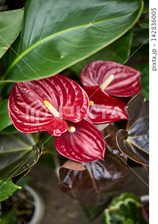 Red Anthurium Flowers with Tropical Foliage Close-Up 142836005