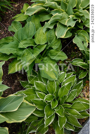 Variegated Hosta Plants in Garden Bed 142836019