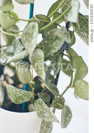 Hoya Lacunosa Eskimo Flower Bud Closeup 142836030