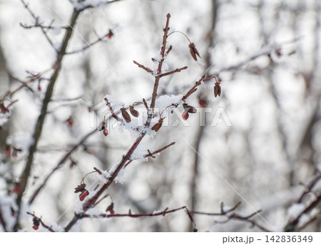 Open European Spindle Fruits and Red Seeds in Snow Open European Spindle Fruits and Red Seeds in Snow 142836349