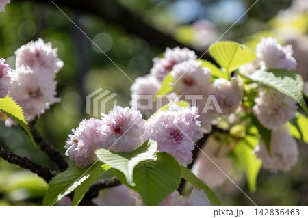 満開の兼六園菊桜(ケンロクエンキクザクラ)と新緑の木漏れ日 満開の兼六園菊桜(ケンロクエンキクザクラ)と新緑の木漏れ日 142836463