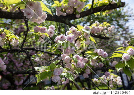 満開の兼六園菊桜(ケンロクエンキクザクラ)と新緑の木漏れ日 満開の兼六園菊桜(ケンロクエンキクザクラ)と新緑の木漏れ日 142836464