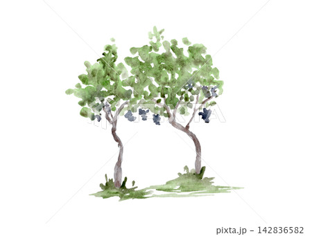 Two grapevines with green foliage and dark grape clusters watercolor illustration isolated on white. Hand painted botanical element for winery, harvest, packaging, food, travel and editorial designs Two grapevines with green foliage and dark grape clusters watercolor illustration isolated on white. Hand painted botanical element for winery, harvest, packaging, food, travel and editorial designs 142836582