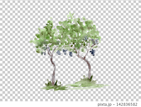Two grapevines with green foliage and dark grape clusters watercolor illustration isolated on white. Hand painted botanical element for winery, harvest, packaging, food, travel and editorial designs Two grapevines with green foliage and dark grape clusters watercolor illustration isolated on white. Hand painted botanical element for winery, harvest, packaging, food, travel and editorial designs 142836582