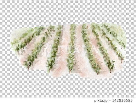 Vineyard rows with green grapevines watercolor illustration isolated on white. Hand painted agricultural landscape element for winery, farming, countryside, travel, packaging and editorial designs Vineyard rows with green grapevines watercolor illustration isolated on white. Hand painted agricultural landscape element for winery, farming, countryside, travel, packaging and editorial designs 142836583