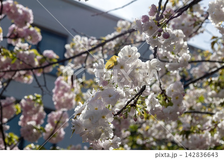 【珍しい八重桜】淡いピンク色に優雅に咲き誇る「渦桜(ウズザクラ)」 【珍しい八重桜】淡いピンク色に優雅に咲き誇る「渦桜(ウズザクラ)」 142836643