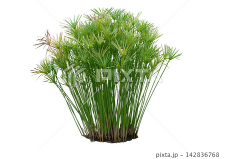 Papyrus bush Papyrus bush 142836768