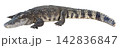 Full body profile view of a large crocodile isolated. The reptile shows detailed scaly skin, sharp teeth, and a powerful tail. High quality wildlife cutout for design use. 142836847